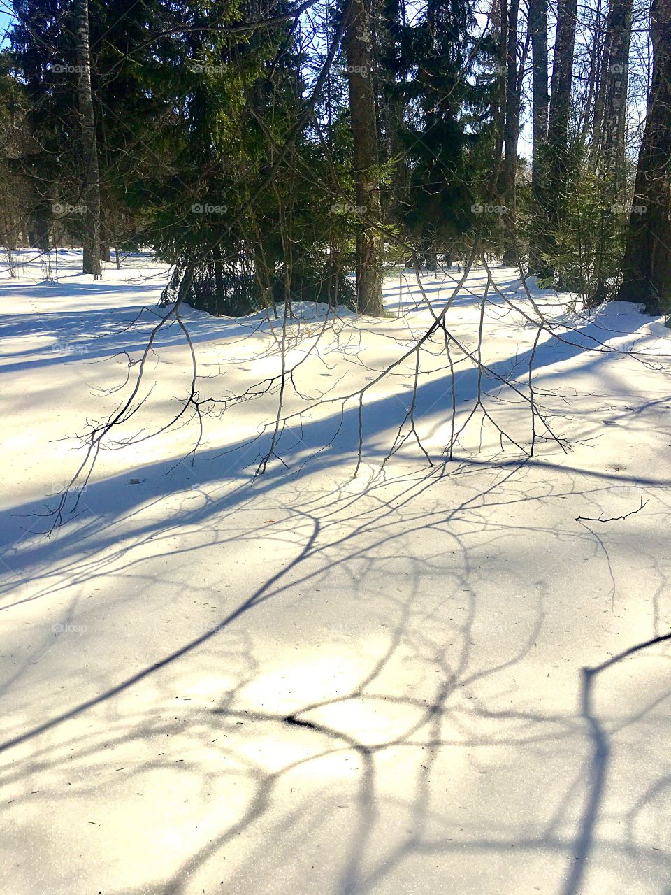 bizarre patterns in the woods