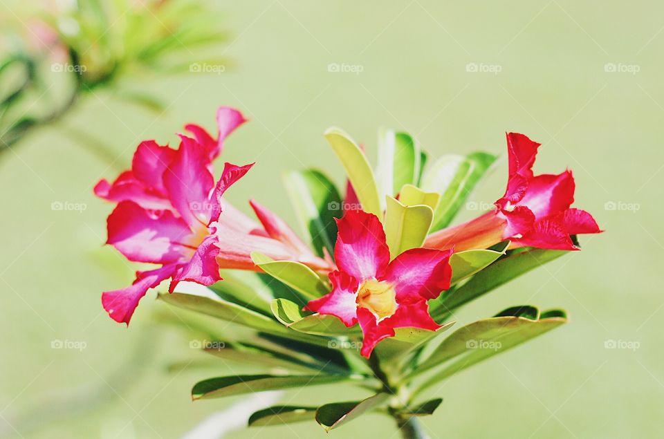 Plant with pink flowers.