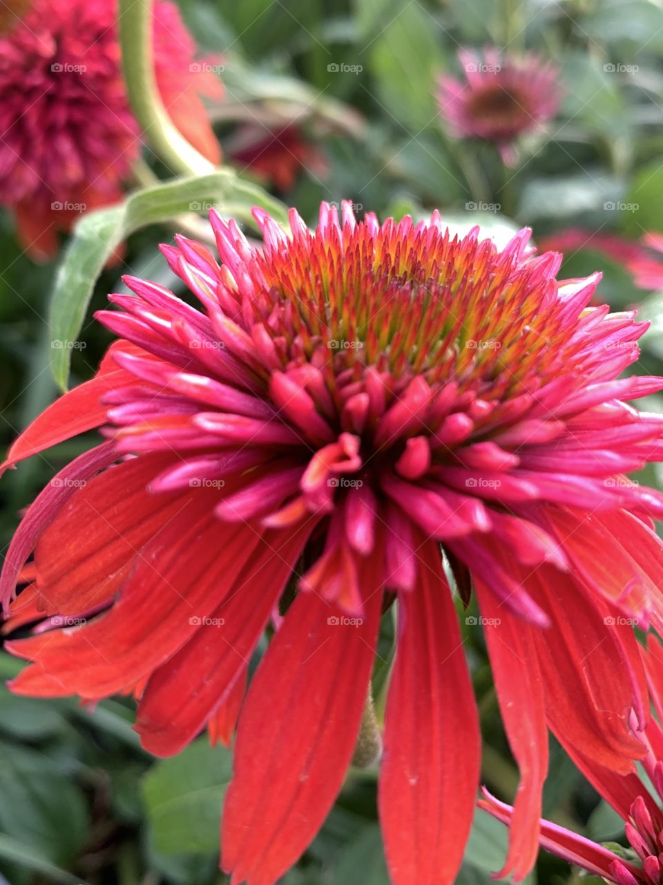 Red coneflower closeup