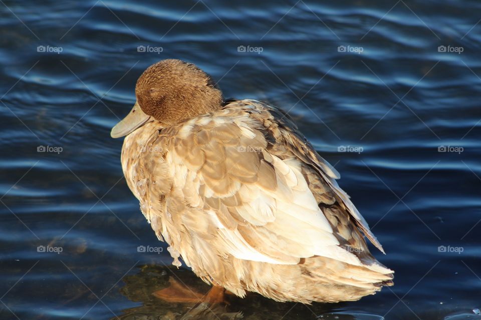 Water, Bird, No Person, Wildlife, Lake