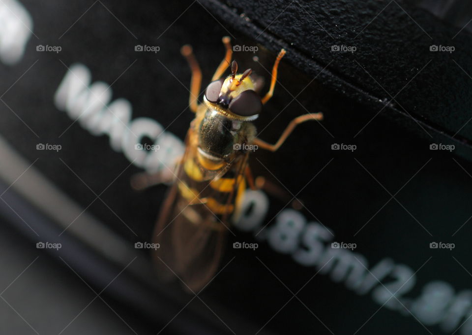 Wasp Sitting On Zoom Lens