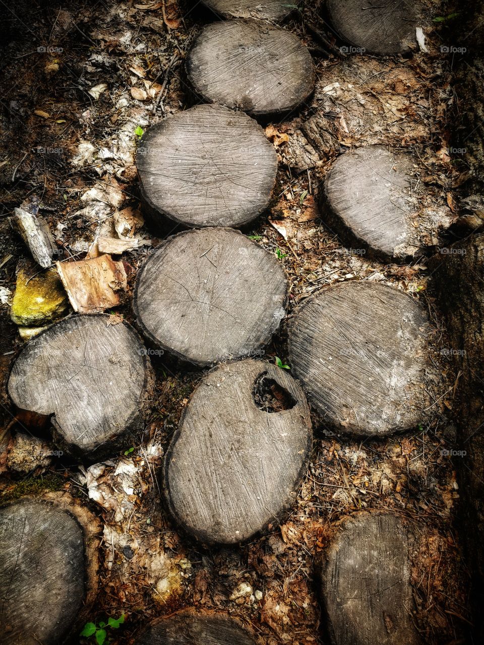 Forest day outdoor nature greens wild forest greens