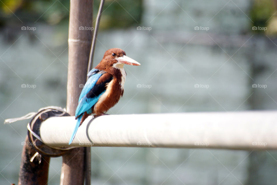 Kingfisher - always look forward to see it and always makes my day thousands times better.