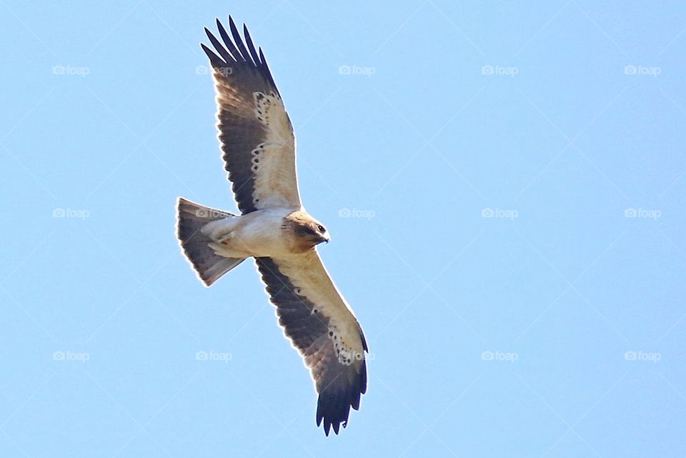 Aquila minore