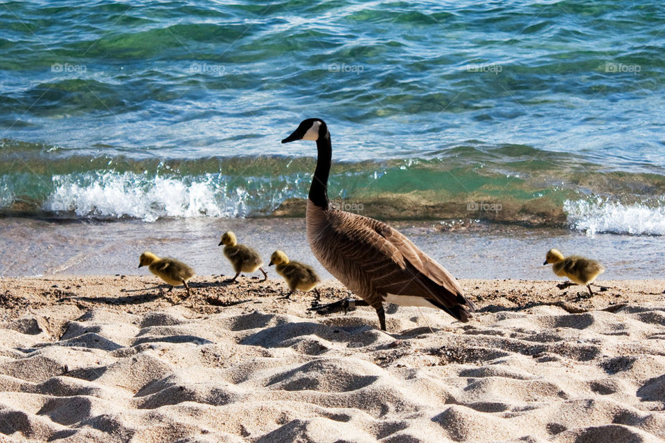 Goose and gosling on beach