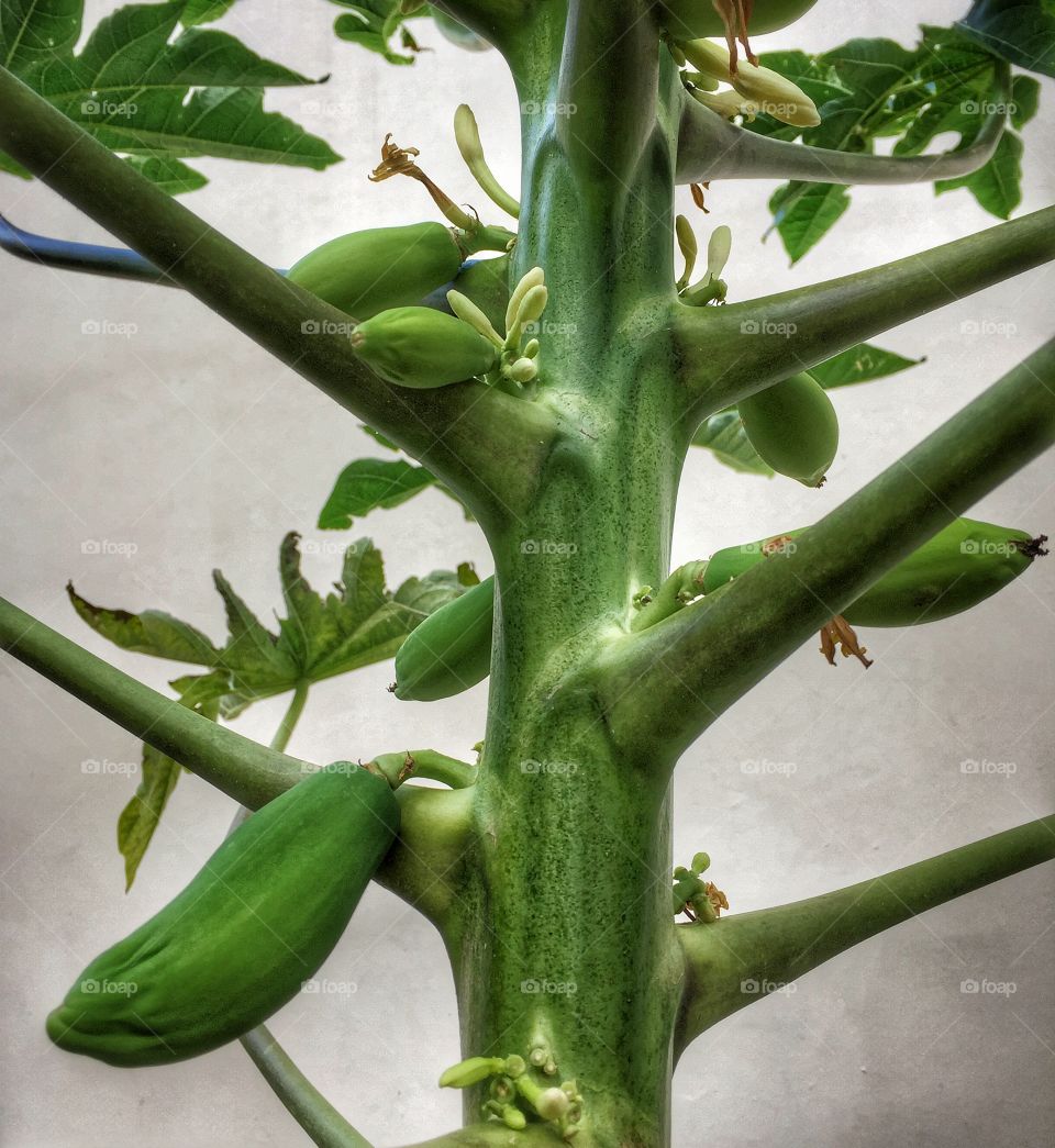 Young papayas 