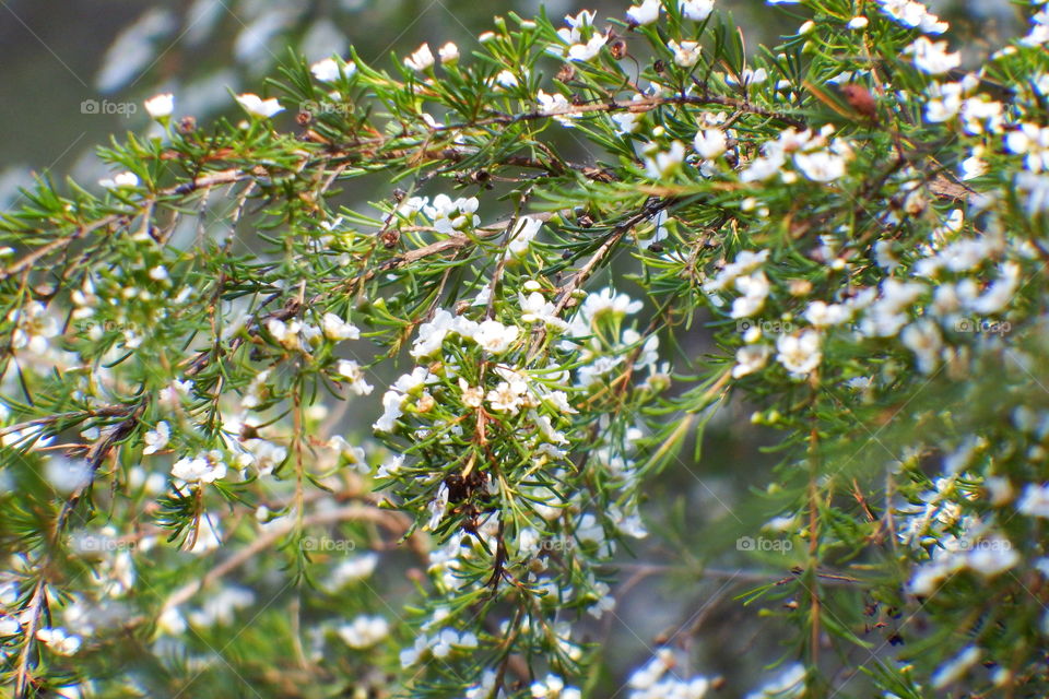 closeup of white flowers, green, nature
