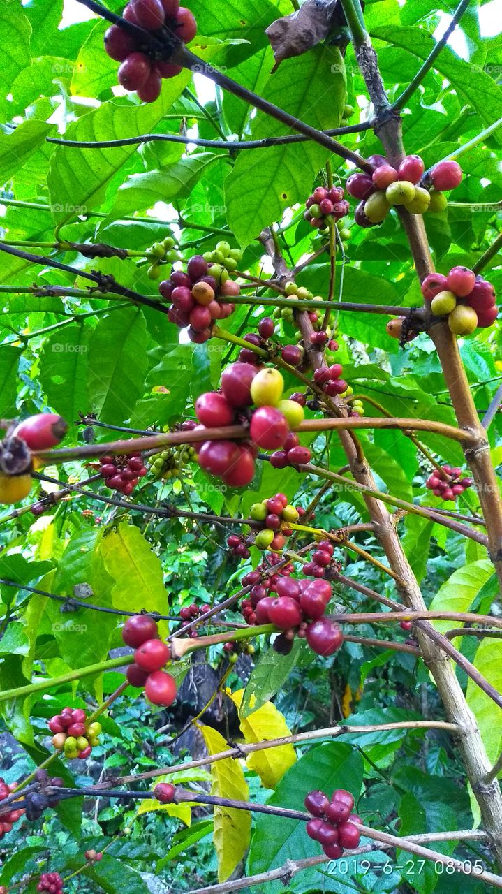 pohon dan buah kopi
