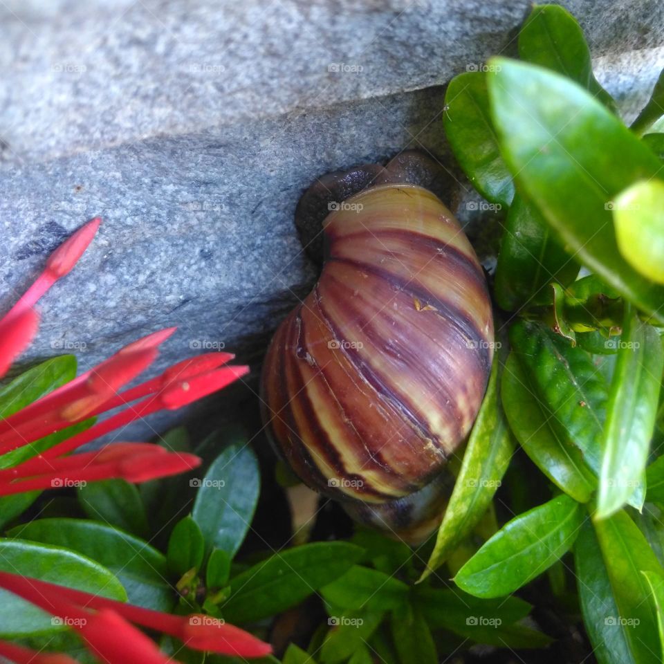 Small snail on the wall