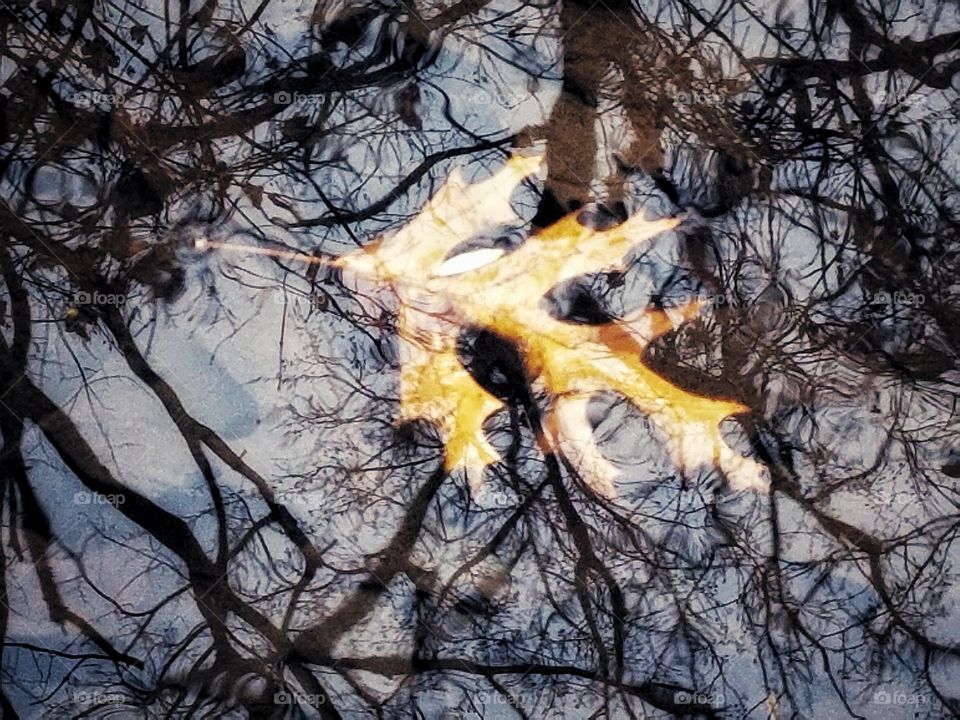 Leaf in Water