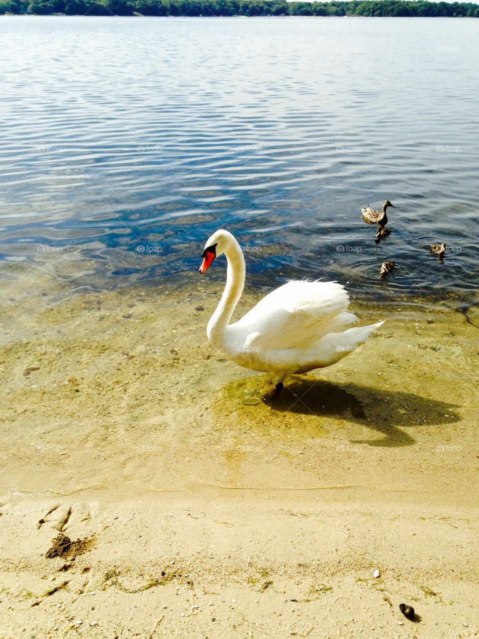 Swan and duck family