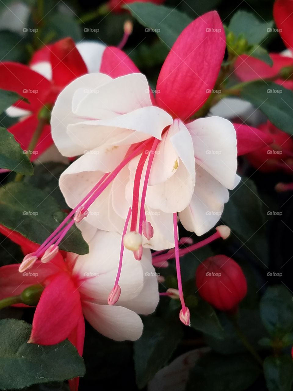 macro shot of a white and red flower