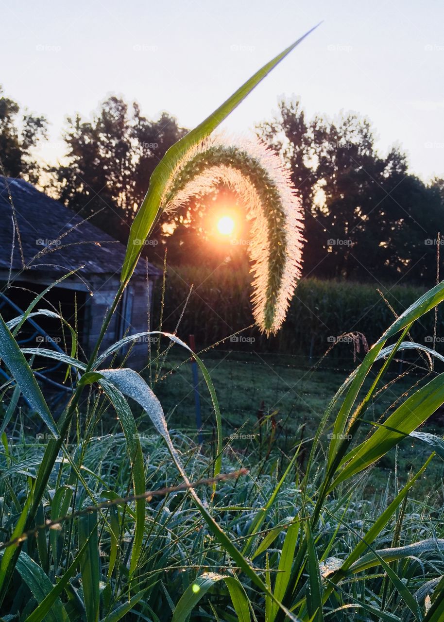 Blue Grama grass frames a golden sun on the horizon through silhouetted trees in a pasture