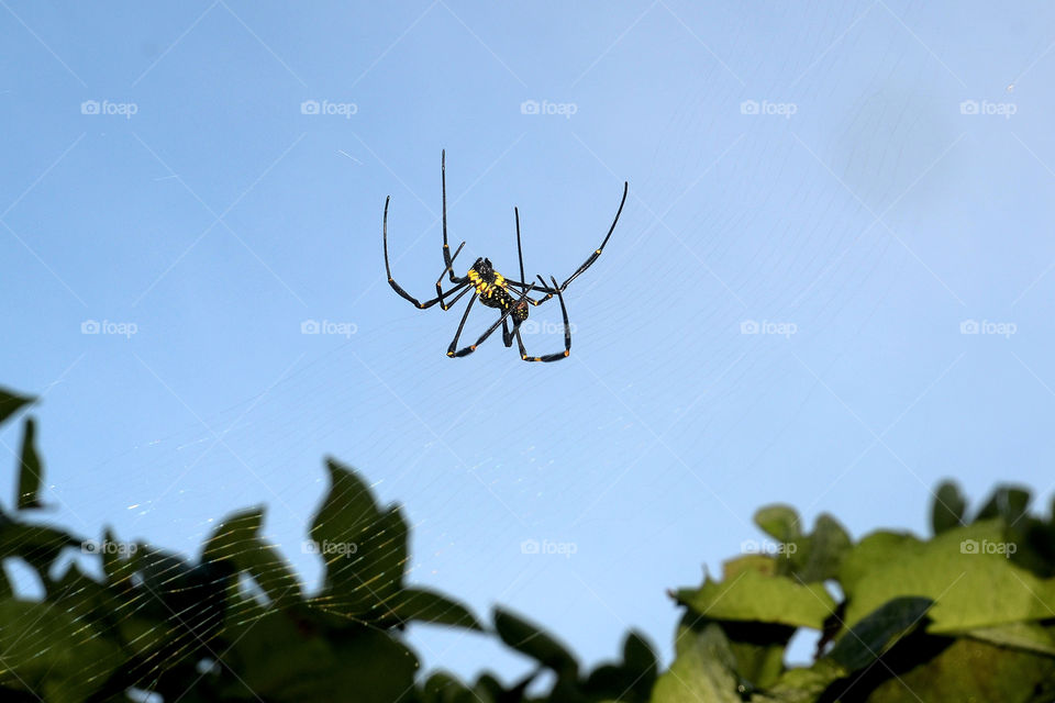 Spiders hang in the clouds