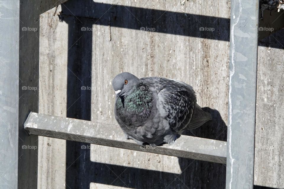 Pigeon takes a rest on a ladder on concrete background