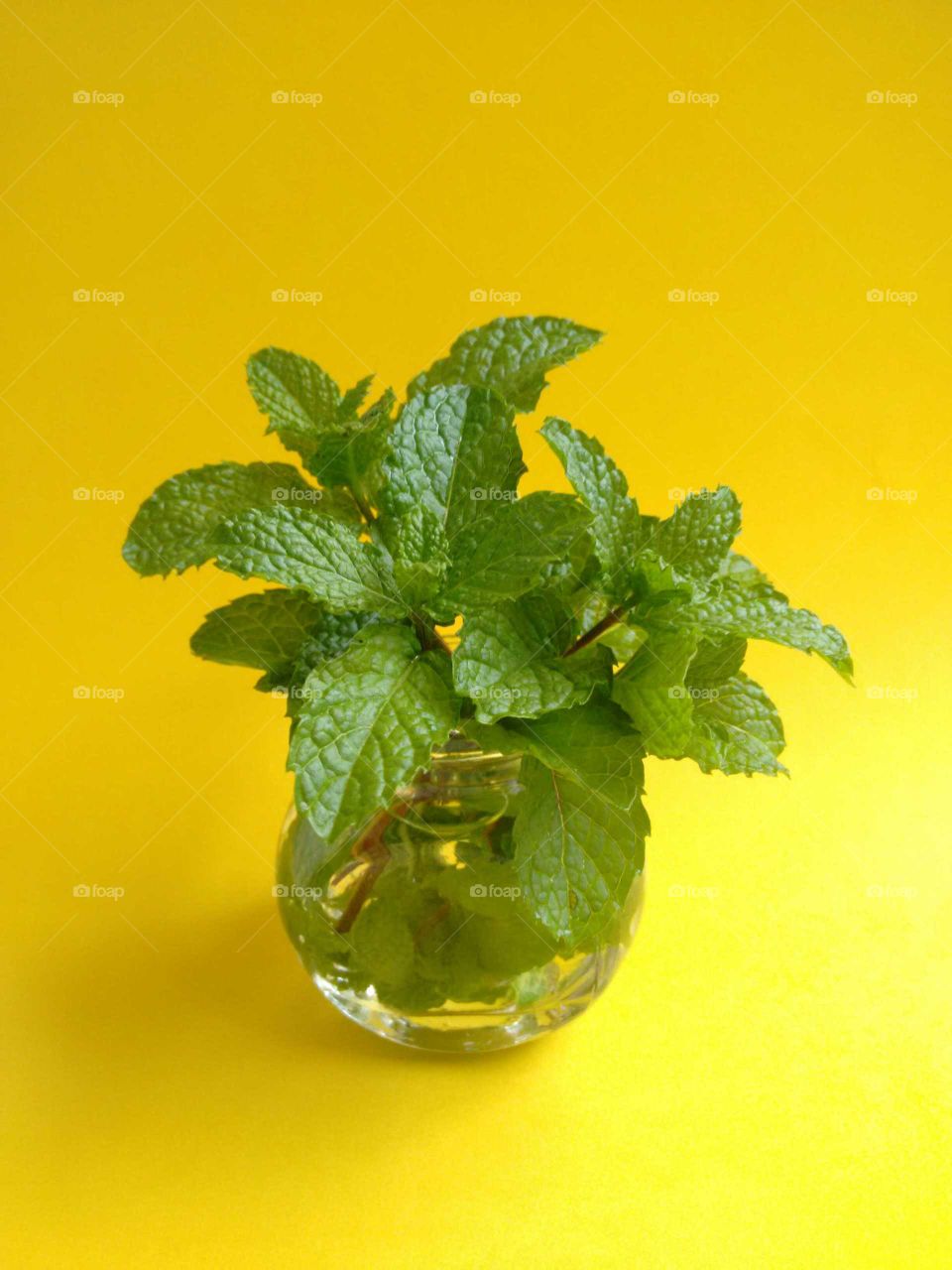 Mint (Mentha spicata) in mini glass pot over yellow background. Representation of a summer day.