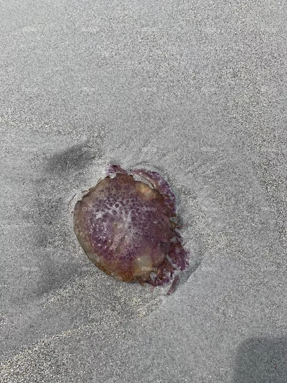Lion’s Mane Jellyfish 