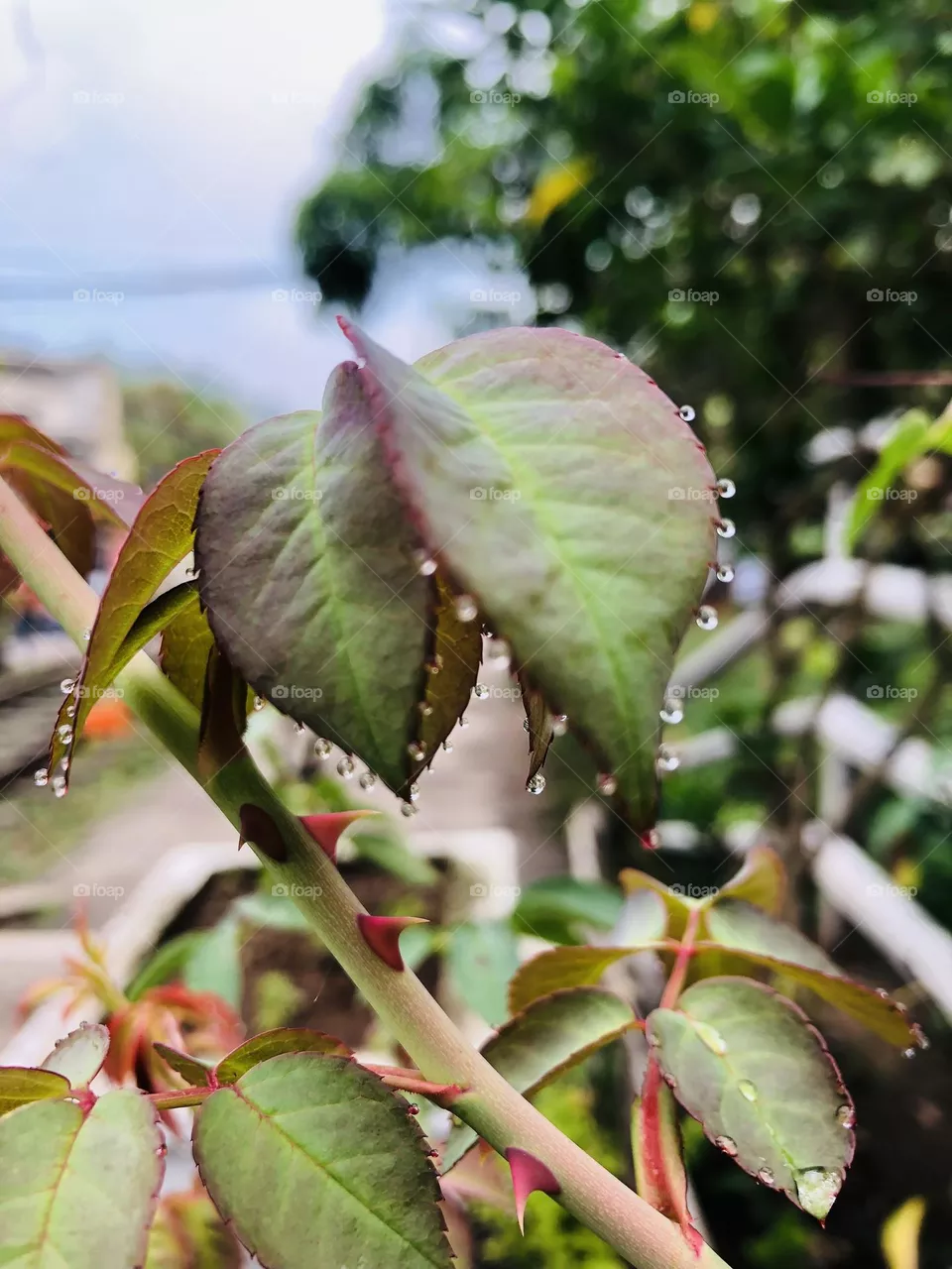 Water drops