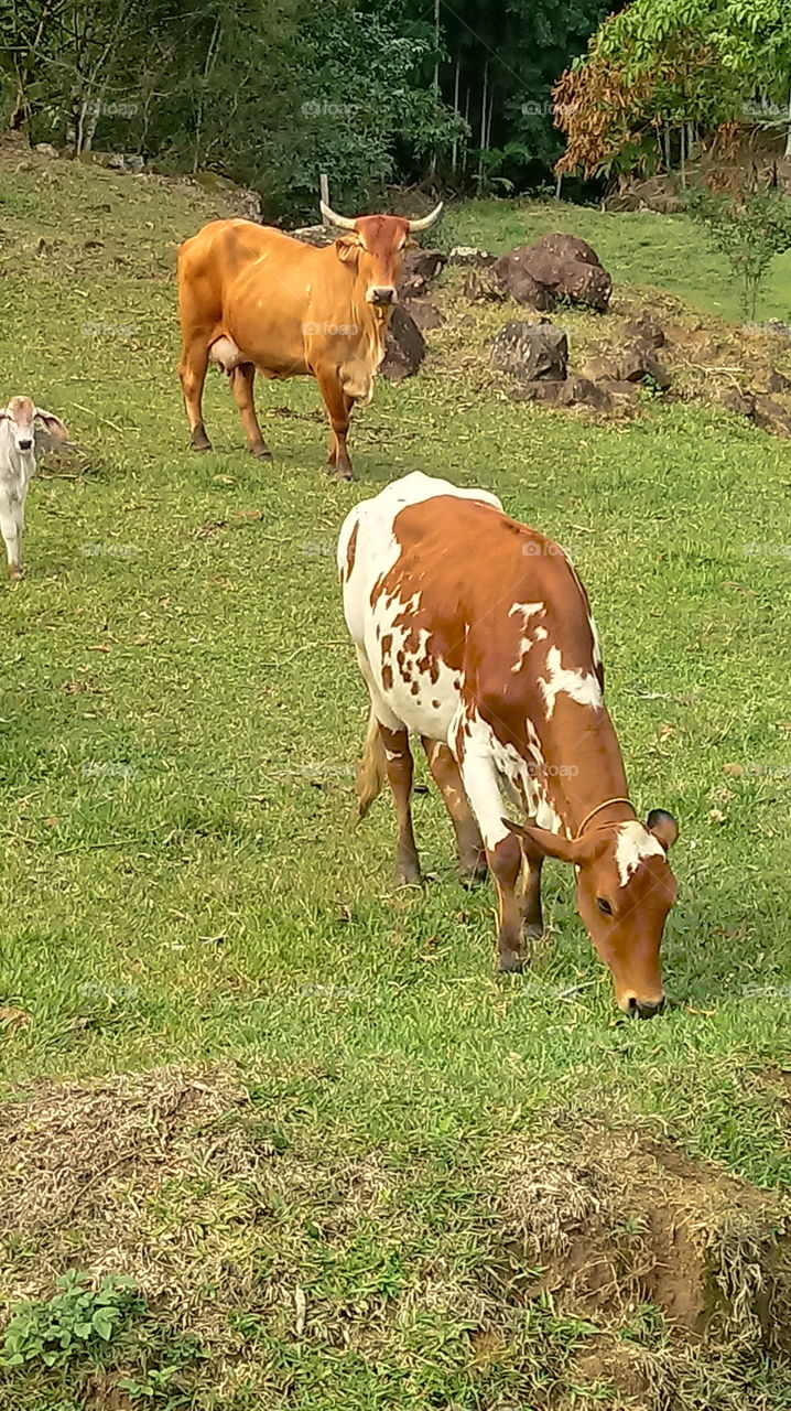 Happi, lehmä, kissa, maku, luonto, ympäristö.