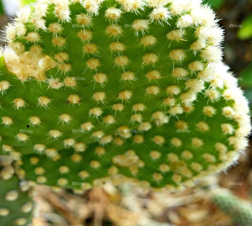 Cactus closeup . Close up of tiny cactus spines