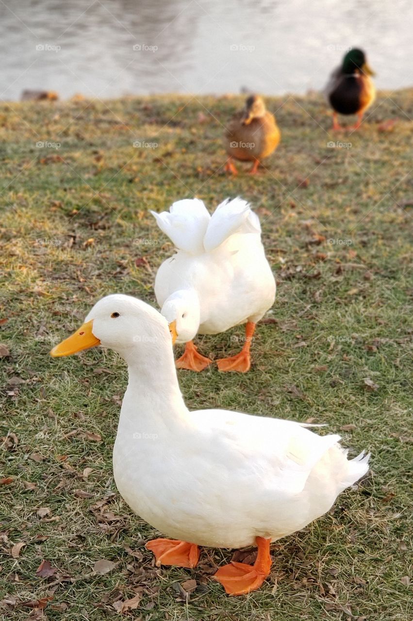 White Pekin Duck