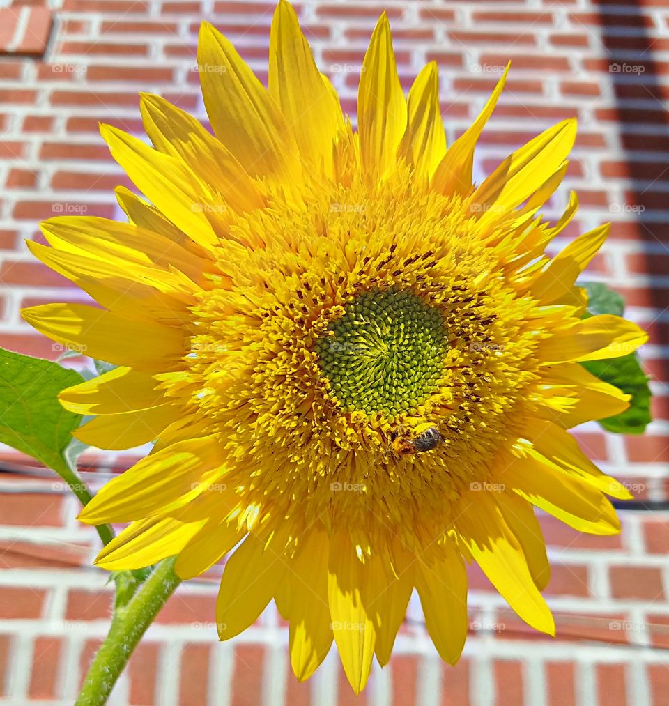 Nature, Summer, Bright, Flower, Flora