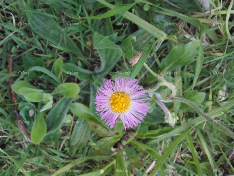 Lone aster