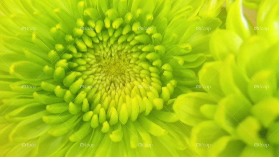 Green Mum 3