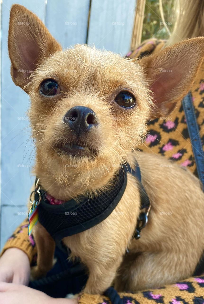 Rescue Dogs are the best