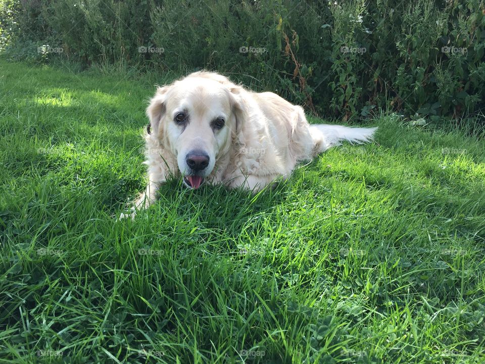 Grass, Hayfield, Lawn, Summer, Field