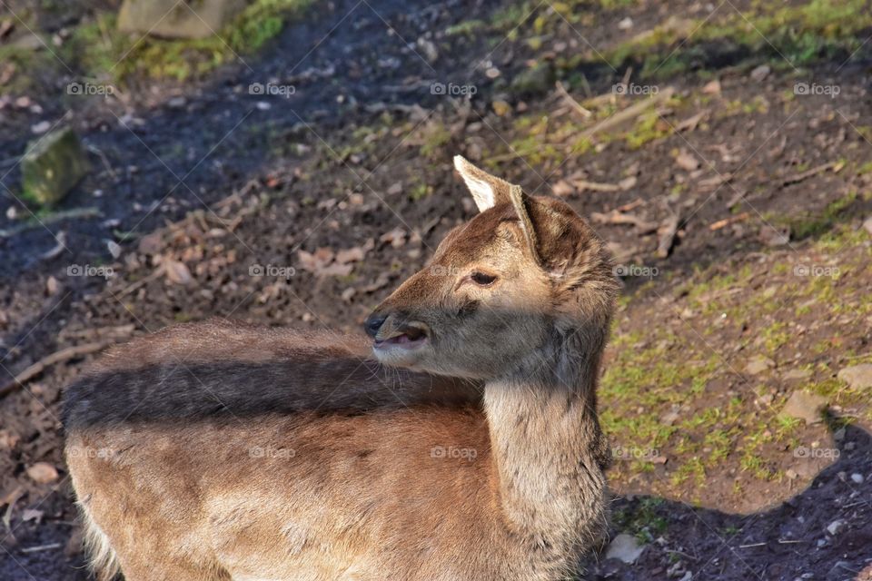 young derr in the forest in Germany