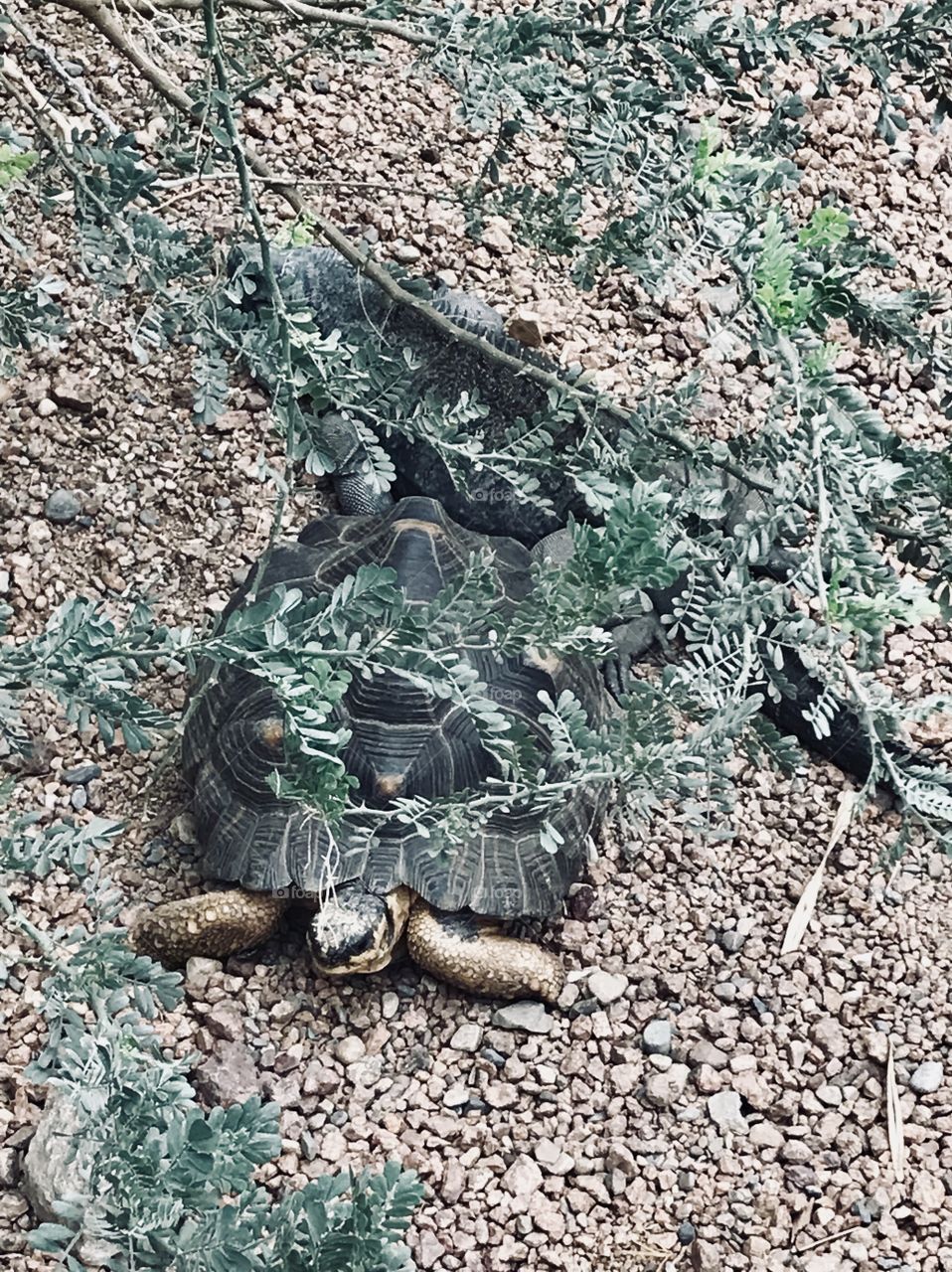 Tortoise and iguana taking a nap together. 