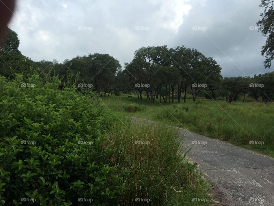 Landscape, Tree, No Person, Nature, Wood