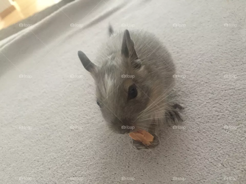 Degu
