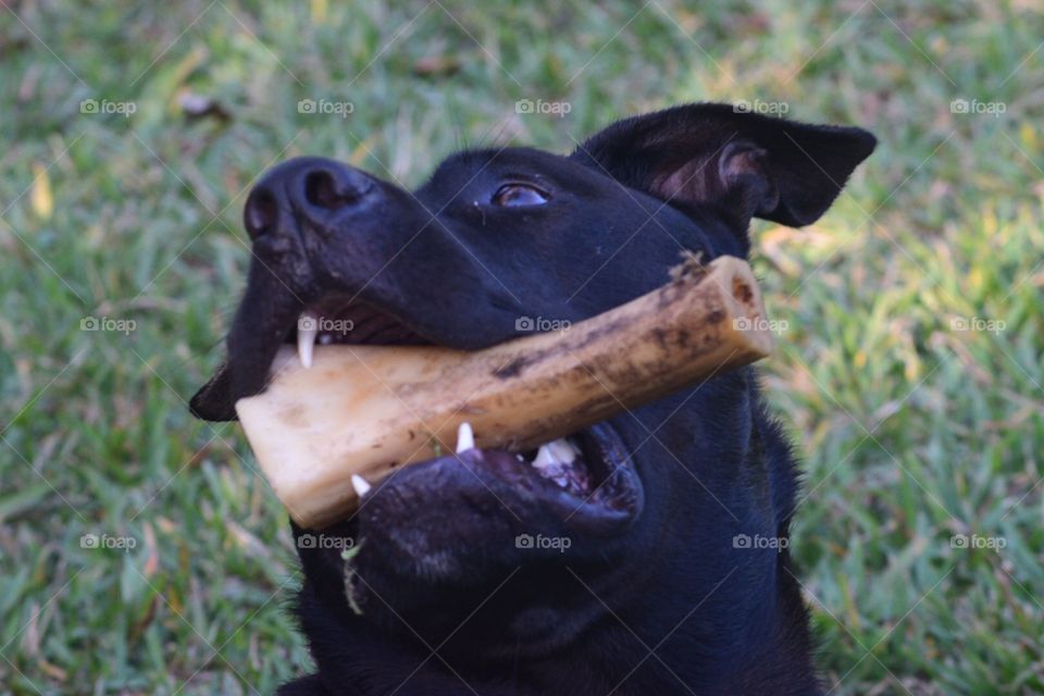 Black Pitbull, German Shepard mix with bone