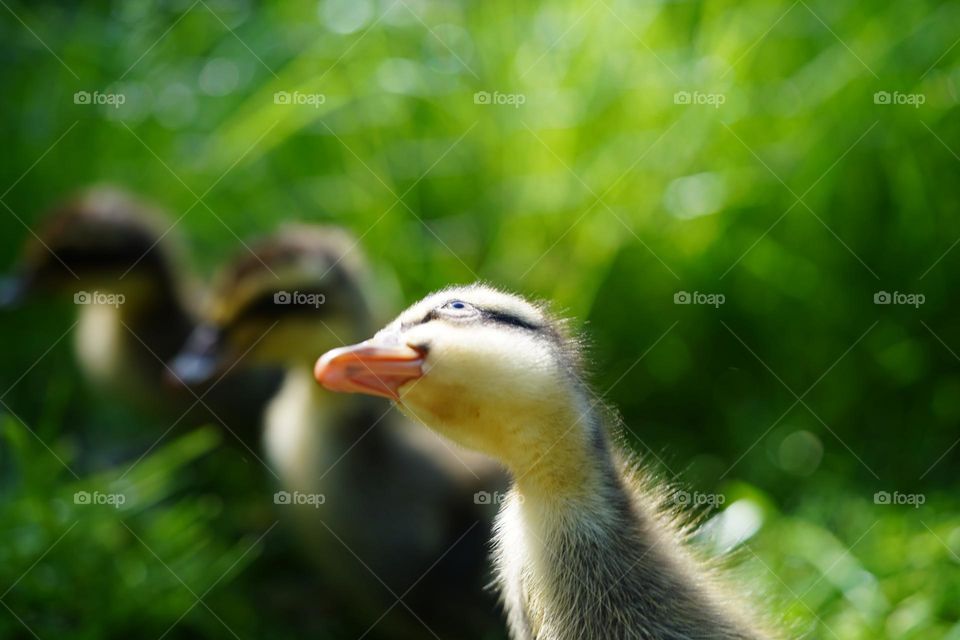 Indian Runner duck locking in the Sky while Hawk passing by (smal reflection in the eye)