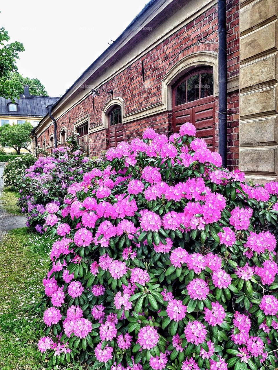 A lush bush