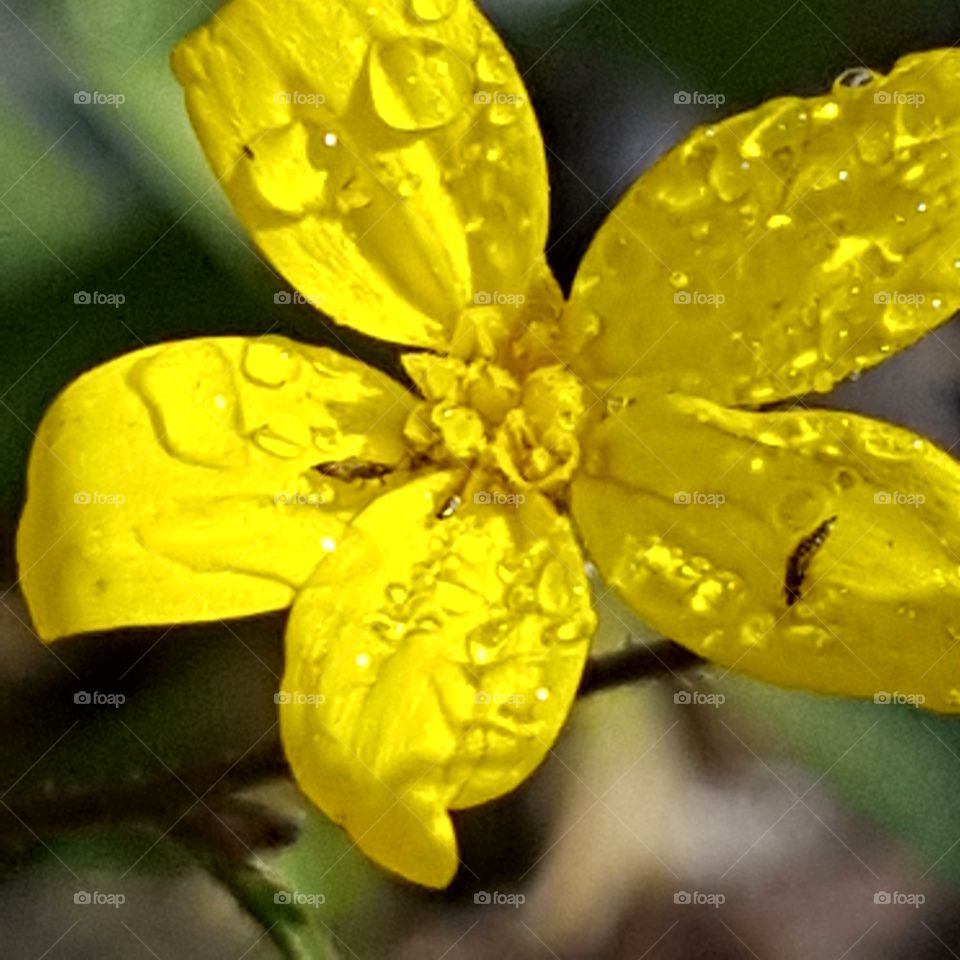 Nature, Flower, Flora, Leaf, No Person