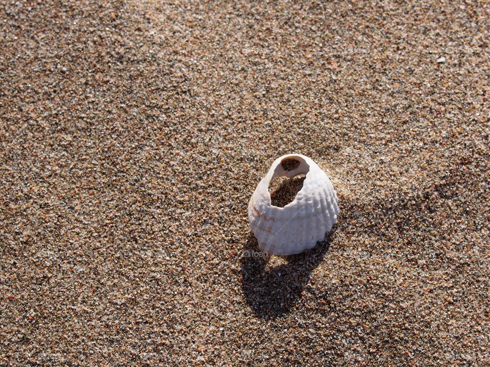 sea shell