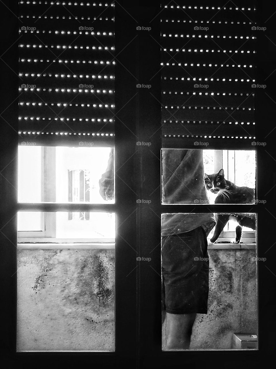 The " I'm looking to you " cat