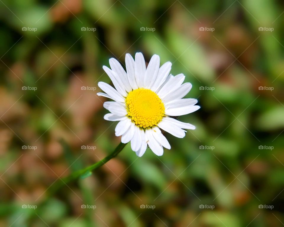 White chamomile flower