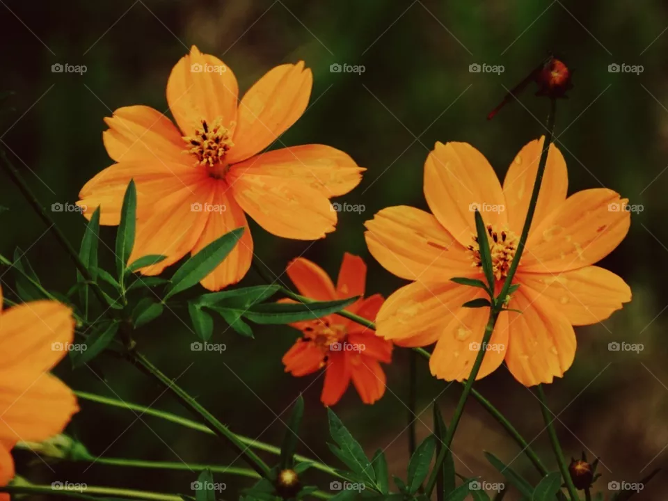 Flowers 