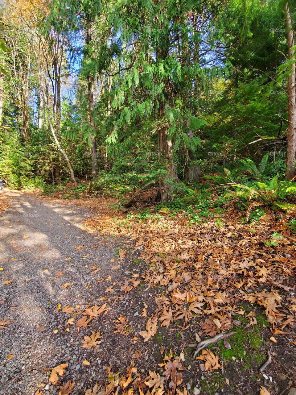 Autumn leaves in Forest path