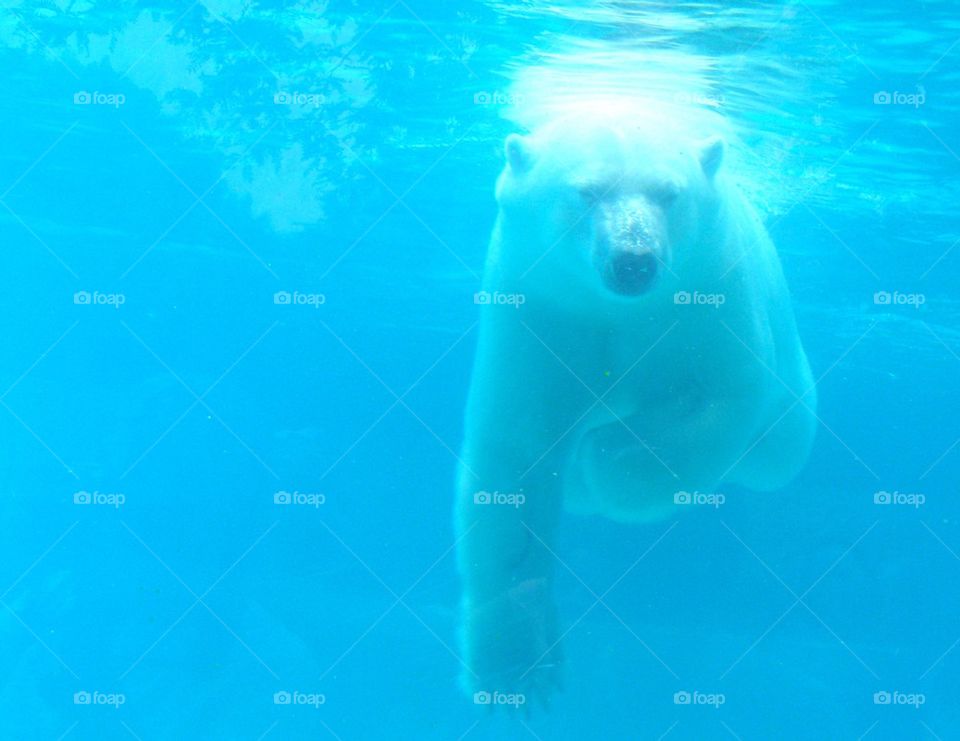 Polar Bear Swimming