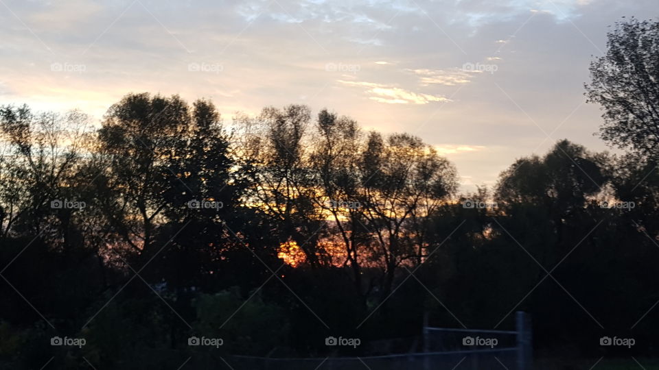 siloette trees with a touch of sun