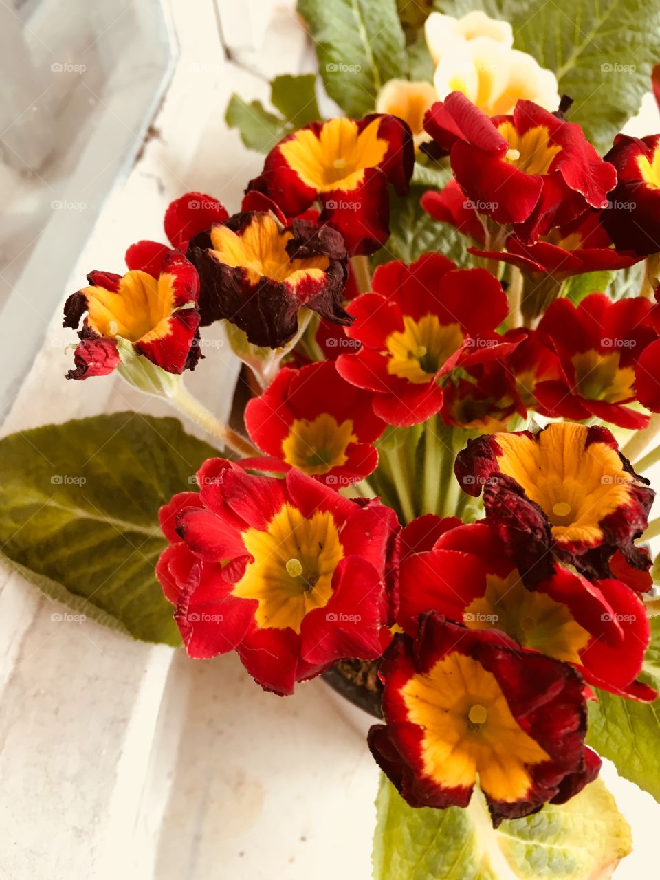 Red miniature Flowers