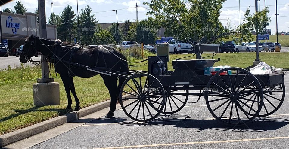 Amish Horse and Buggy stopped at Burger King. Horse patiently waits  for driver.