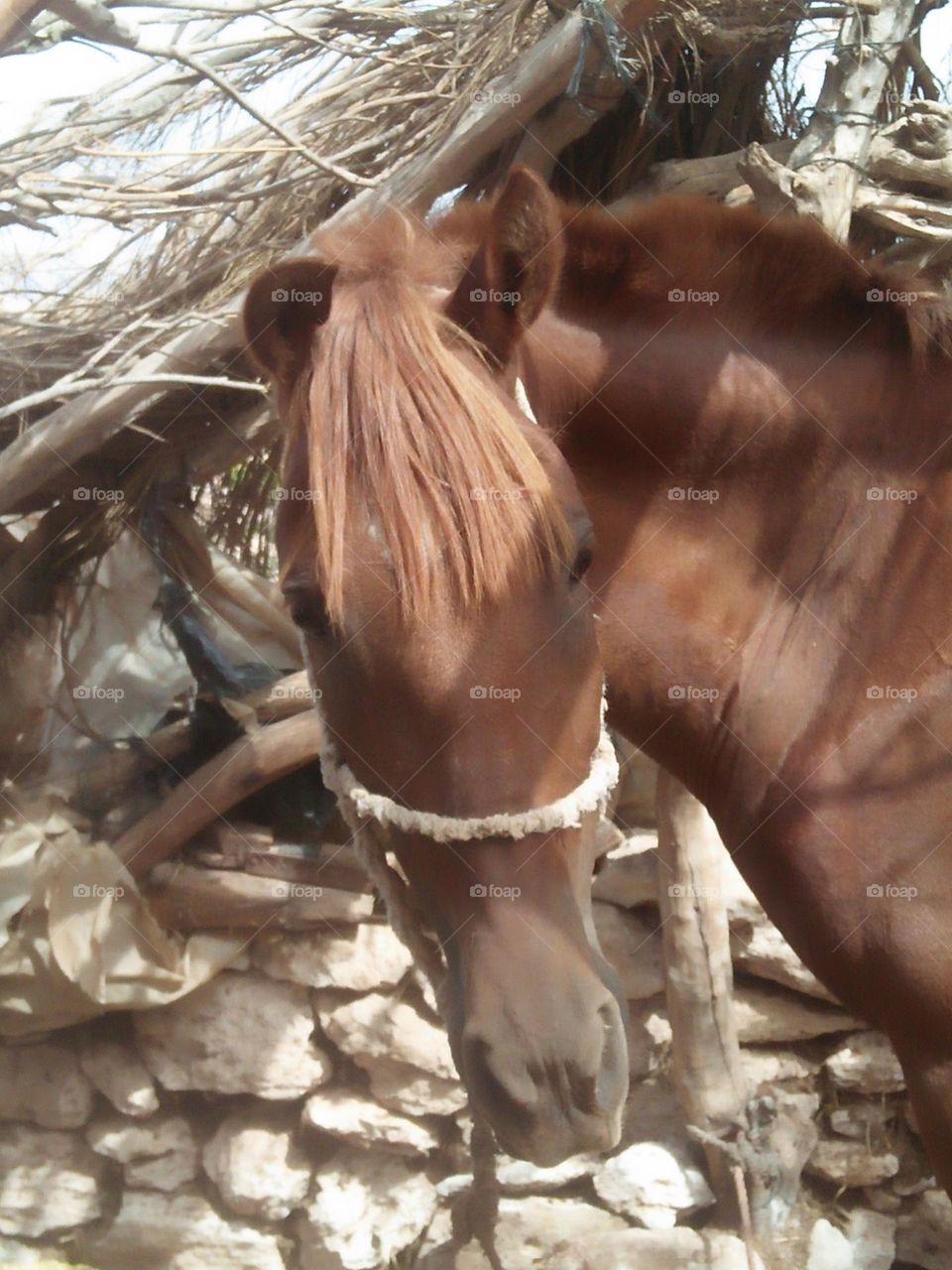 Beautiful brown horse looking at camera.