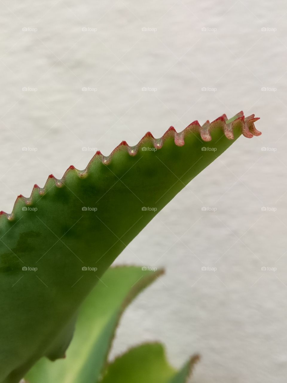 leaf of life with red serrated  leaves