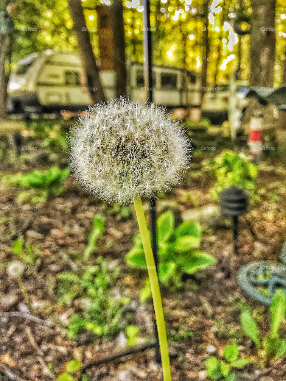 Super tall dandelion make a wish 